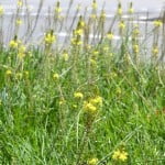 Bulbines cultivados en macizos florales