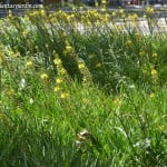 Bulbines florecidos en a primavera