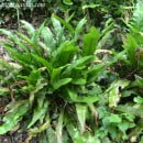 Asplenium scolopendrium, un helecho diferente