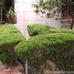 Buxus sempervirens