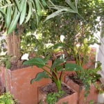 Calas florecidas y cultivadas en 2 linea en balcon