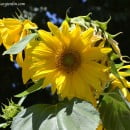 El heliotropismo en las plantas