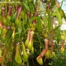 Nepenthes sp., Hojas de ánfora, Plantas de jarra