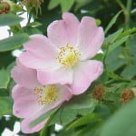Rosa canina Foto Wikipedia Autor Kurt Stubert