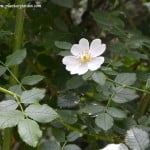 Rosa canina detalle de flor blanca