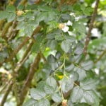 Rosa canina detalle de hojas dentadas