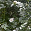 Rosa canina, un rosal silvestre