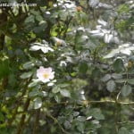 Rosa canina en primavera