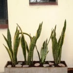 Sansevieria trifasciata con piedra bola en rectangulo de fibro cemento
