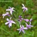 Tulbaghia, una herbácea perenne de fácil cultivo