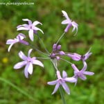 Tulbaghia