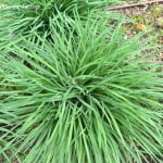 Tulbaghia mata de follaje perenne