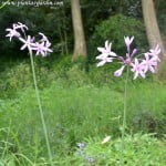 Tulbaghia violacea florecida en verano