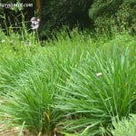 Tulbaghias cultivadas en el jardin