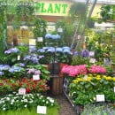 Lo mejor del mes en Plantas & Jardín