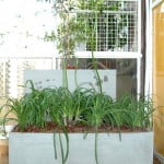 Agapanthus Nana con chips como acolchado