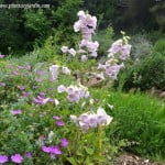 Digitalis purpurea Chupamieles