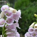 Digitalis purpurea, una planta perenne cultivada como bienal