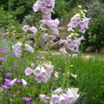 Digitalis purpurea en el Antic Jardi Botanic