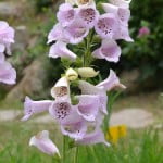 Digitalis purpurea en primavera