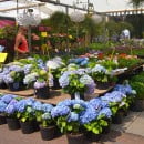 Consejos para comprar plantas