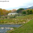 La técnica del Acolchado o Mulching en la plantas