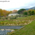 cultivo de plantas ornamentales con un acolchado de plastico negro y arena