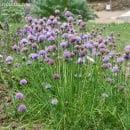 Tips para las plantas o hierbas aromáticas