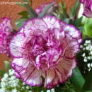 El Clavel, flor nacional de España