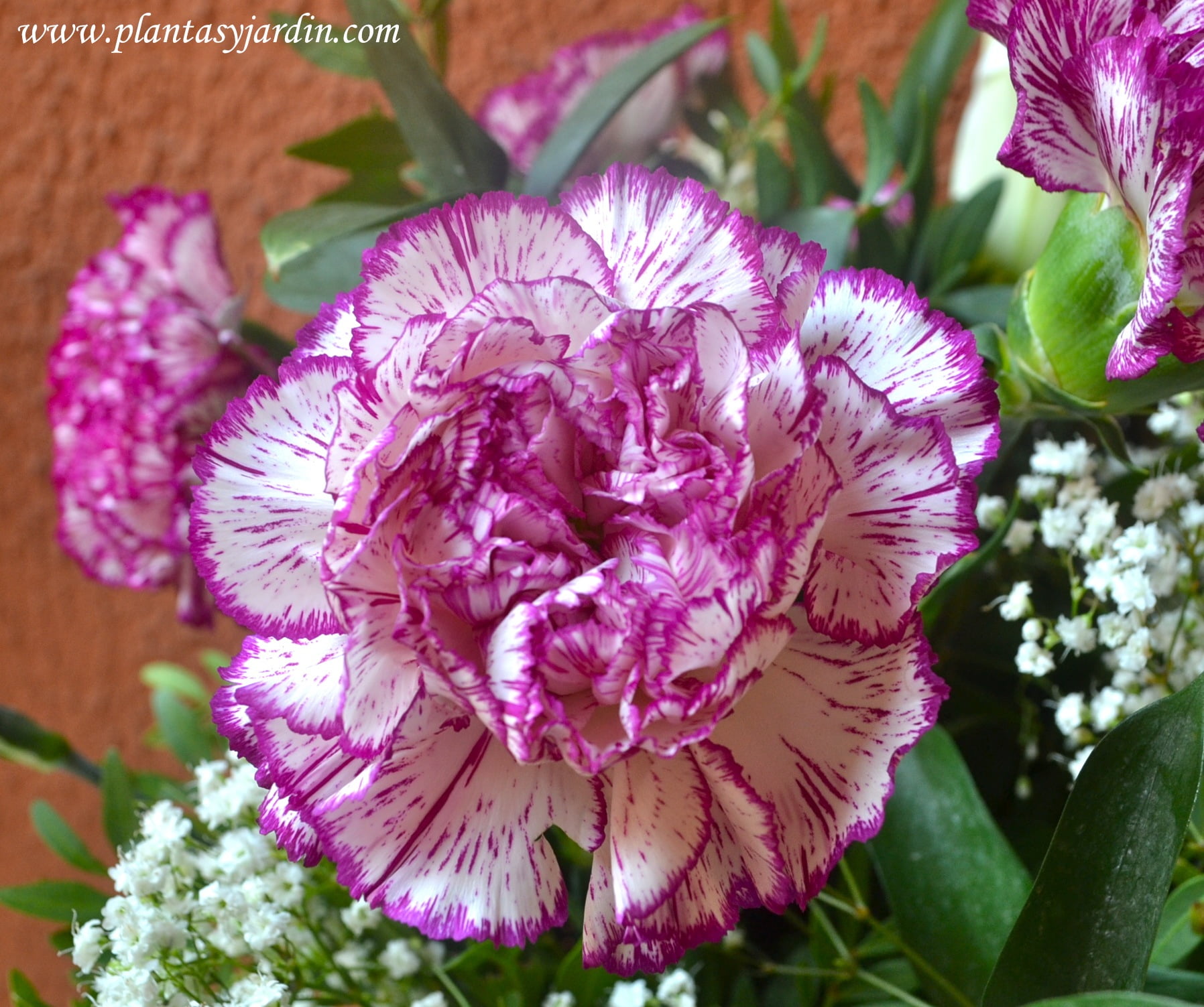 Claveles Flores De Jardin At Amparo Lisi Blog Claveles Flores De Jardin At Amparo Lisi Blog