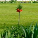 Fritillaria imperialis, Corona imperial