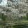 Magnolias, género de flores grandes y atractivas
