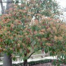Photinia serrulata-serratifolia