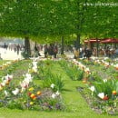 Herbáceas bulbosas, características y épocas de floración
