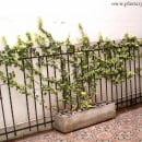 Plantas trepadoras resistentes a las heladas