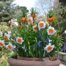 Bulbos de primavera, se siembran en otoño