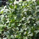 Origanum vulgare, el Orégano