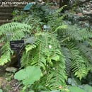 Polystichum setiferum, Helecho