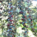 Cotoneaster pannosus