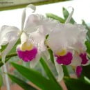 Cattleya trianae, la flor nacional de Colombia
