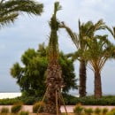 Trasplante de árboles