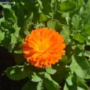 La Caléndula, ornamental y con diversas propiedades