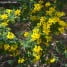 Coronilla glauca, arbusto de floración invernal-primaveral