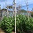Guisantes o Arvejas, cultivado en la huerta