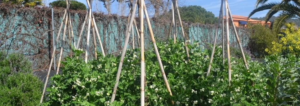 Guisantes o Arvejas, cultivado en la huerta