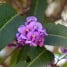 Hardenbergia violacea, arbusto trepador de floración primaveral