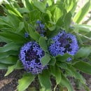 Scilla peruviana, el Jacinto del Perú