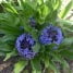 Scilla peruviana, el Jacinto del Perú