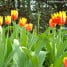 La Tulipomanía