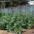 Vicia faba, el cultivo de las habas en el huerto